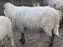 Rams for sale