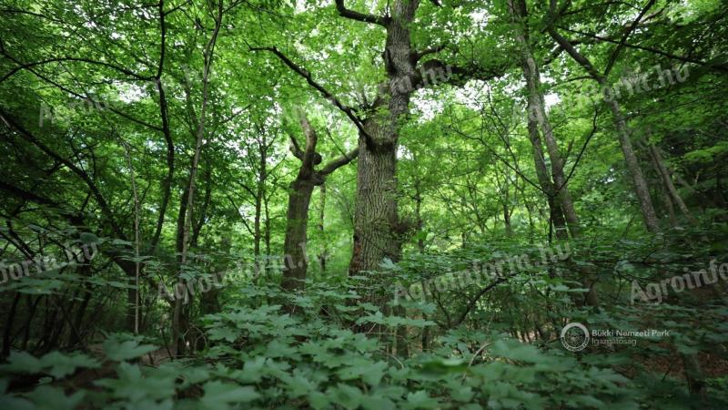 65 ha alter Eichenwald zum Verkauf im Kreis Hajdú-Bihar