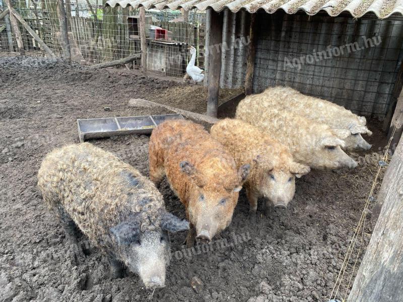 Porc la îngrășat Mangalica