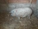 Na predaj 1 mangalica