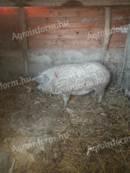 Na predaj 1 mangalica