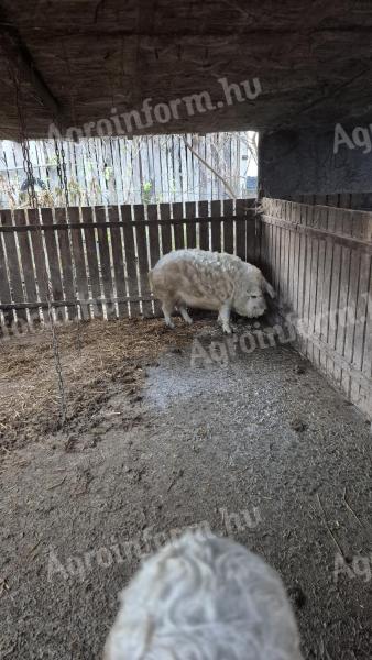 Mangalica tovljenici