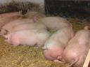 Fattening pigs, fattening pigs for sale