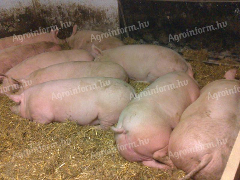 Fattening pigs, fattening pigs for sale