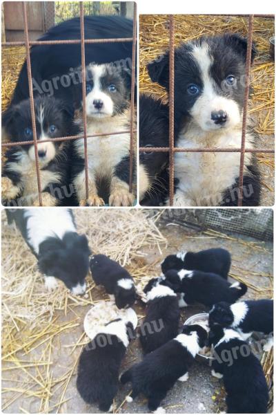 Cățeluș de rasă pură Border Collie