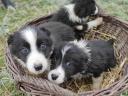 Reinrassiger Border-Collie-Welpe