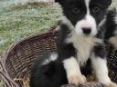 Reinrassiger Border-Collie-Welpe