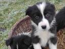 Reinrassiger Border-Collie-Welpe