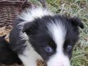 Reinrassiger Border-Collie-Welpe