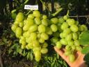 ARCADIA AND SOUVENIR TABLE GRAPE SEEDLINGS/ CUTTINGS