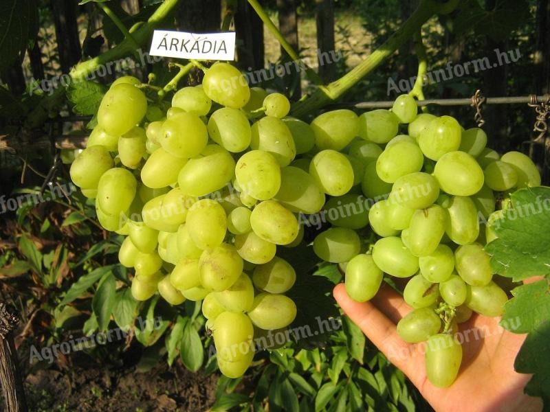 ARCADIA AND SOUVENIR TABLE GRAPE SEEDLINGS/ CUTTINGS