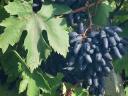 ARCADIA AND SOUVENIR TABLE GRAPE SEEDLINGS/ CUTTINGS