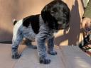 Wirehaired German vizsla breed puppies