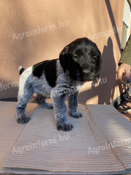 Wirehaired German vizsla breed puppies