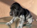 Wirehaired German vizsla breed puppies