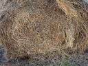 Grass hay, lucerne hay for sale