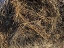 Grass hay, lucerne hay for sale