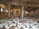 Poultry farm for sale