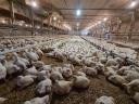 Poultry farm for sale