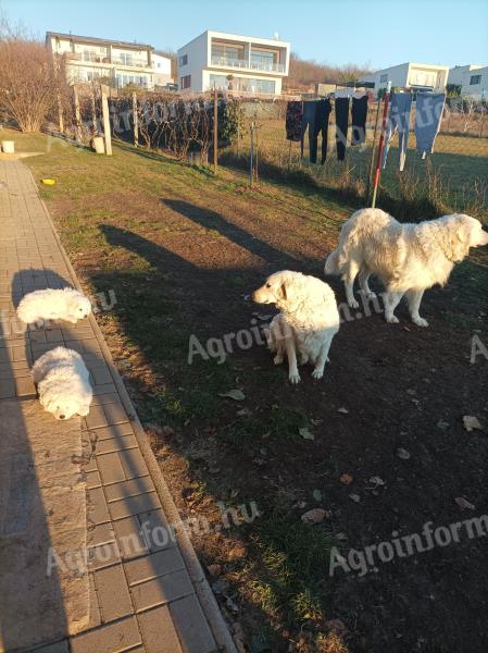 Reinrassige Kuvaszki-Hunde können kostenlos mitgenommen werden