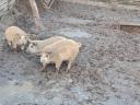 Predám prasiatka mangalica a duro