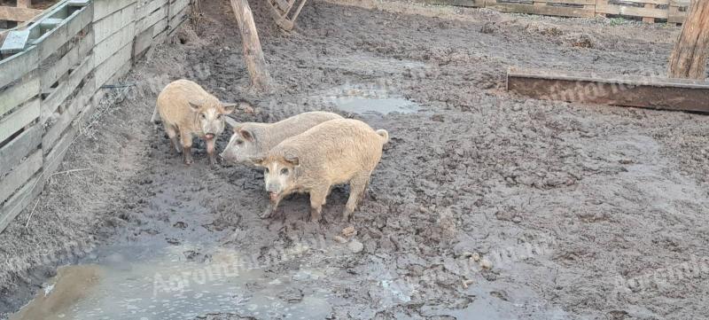 Predám prasiatka mangalica a duro