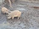 Predám prasiatka mangalica a duro