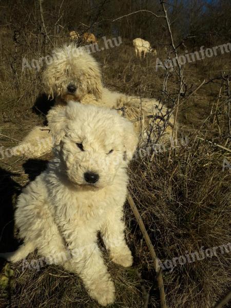 Rodokmen registrovaný pes komondor štěně