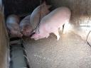 Fattened pigs for sale