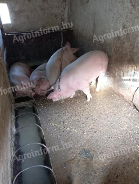 Fattened pigs for sale