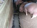 Fattened pigs for sale