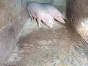 Fattened pigs for sale