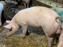 Male piglets for sale