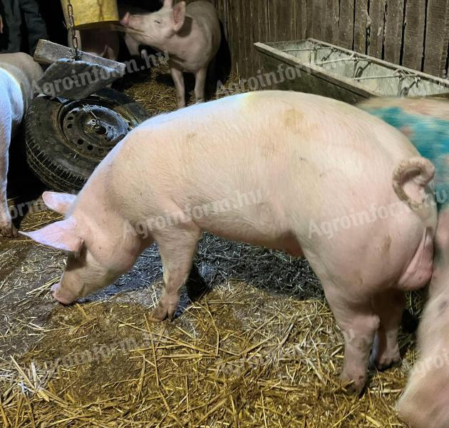 Male piglets for sale