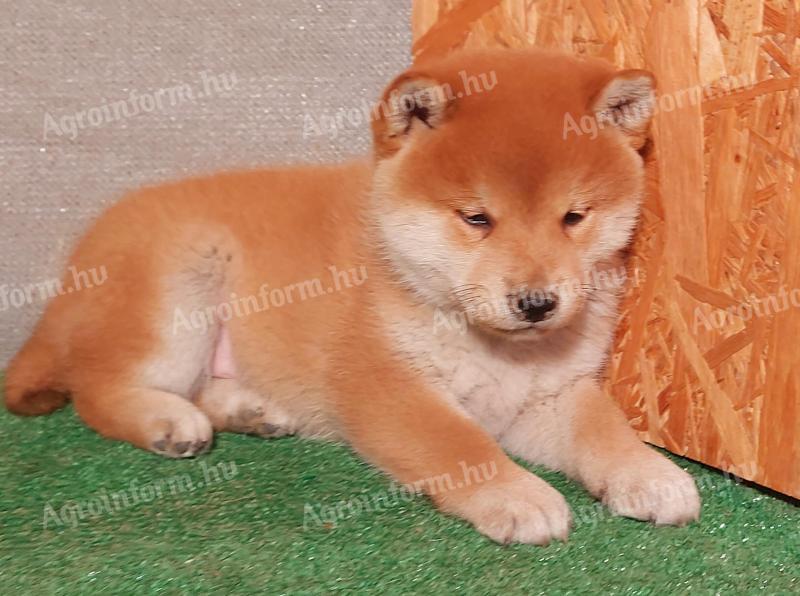 Shiba Inu podobni mladički