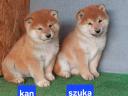 Shiba Inu podobni mladički