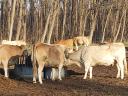 Cattle for sale