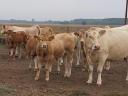 Cattle for sale