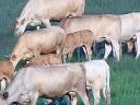 Cattle for sale