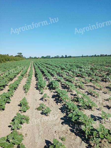 Renting arable land