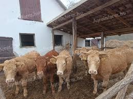 Bez rodokmeňa! Hľadám Limousin a Charolais za trhové ceny