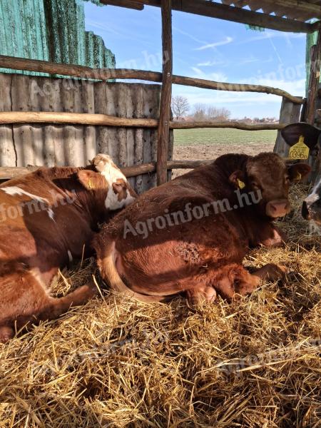 Viței taurine de vânzare