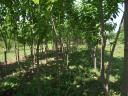 Planting quality ash tree plantations