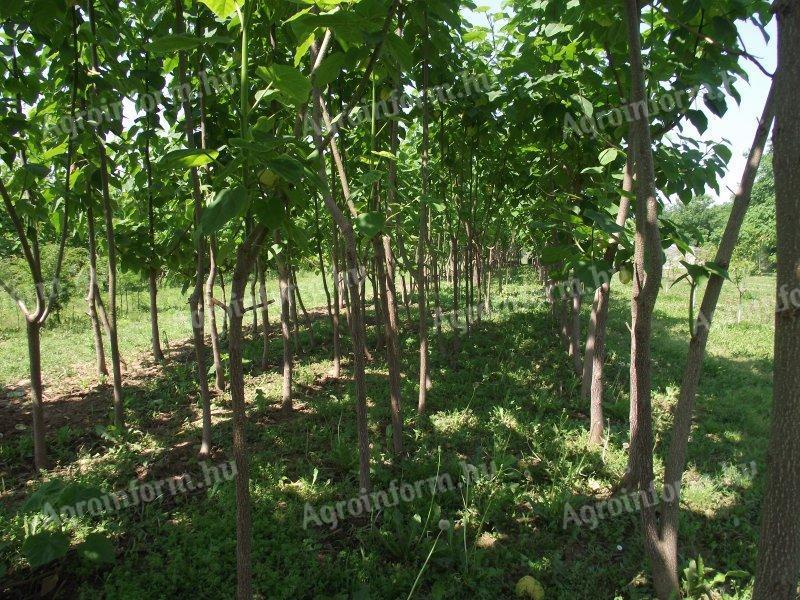 Planting quality ash tree plantations