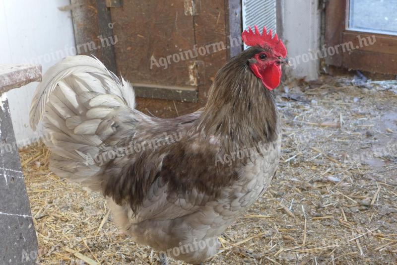 Australorp (Australorp) kuriatko, kura, denné kuriatko