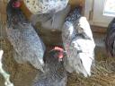 Australorp (Australorp) kuriatko, kura, denné kuriatko