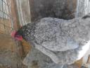 Australorp (Australorp) kuriatko, kura, denné kuriatko