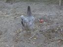 Australorp (Australorp) kuriatko, kura, denné kuriatko