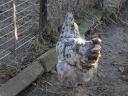 Australorp (Australorp) kuriatko, kura, denné kuriatko