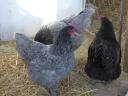 Australorp (Australorp) kuriatko, kura, denné kuriatko